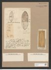 Diatomeae indet. Zeichnungen Sammlung Grunow Nr. 1438 (NHMW-BOT-W0368422)